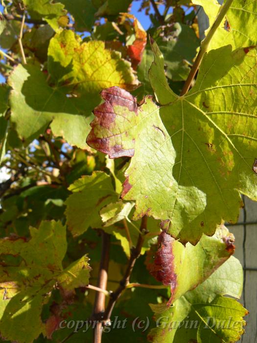 Cabernet sauvignon, Boireann vineyard P1070984.JPG